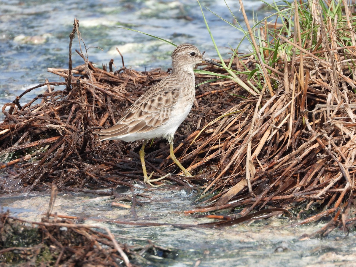 Long-toed Stint - ML643269259