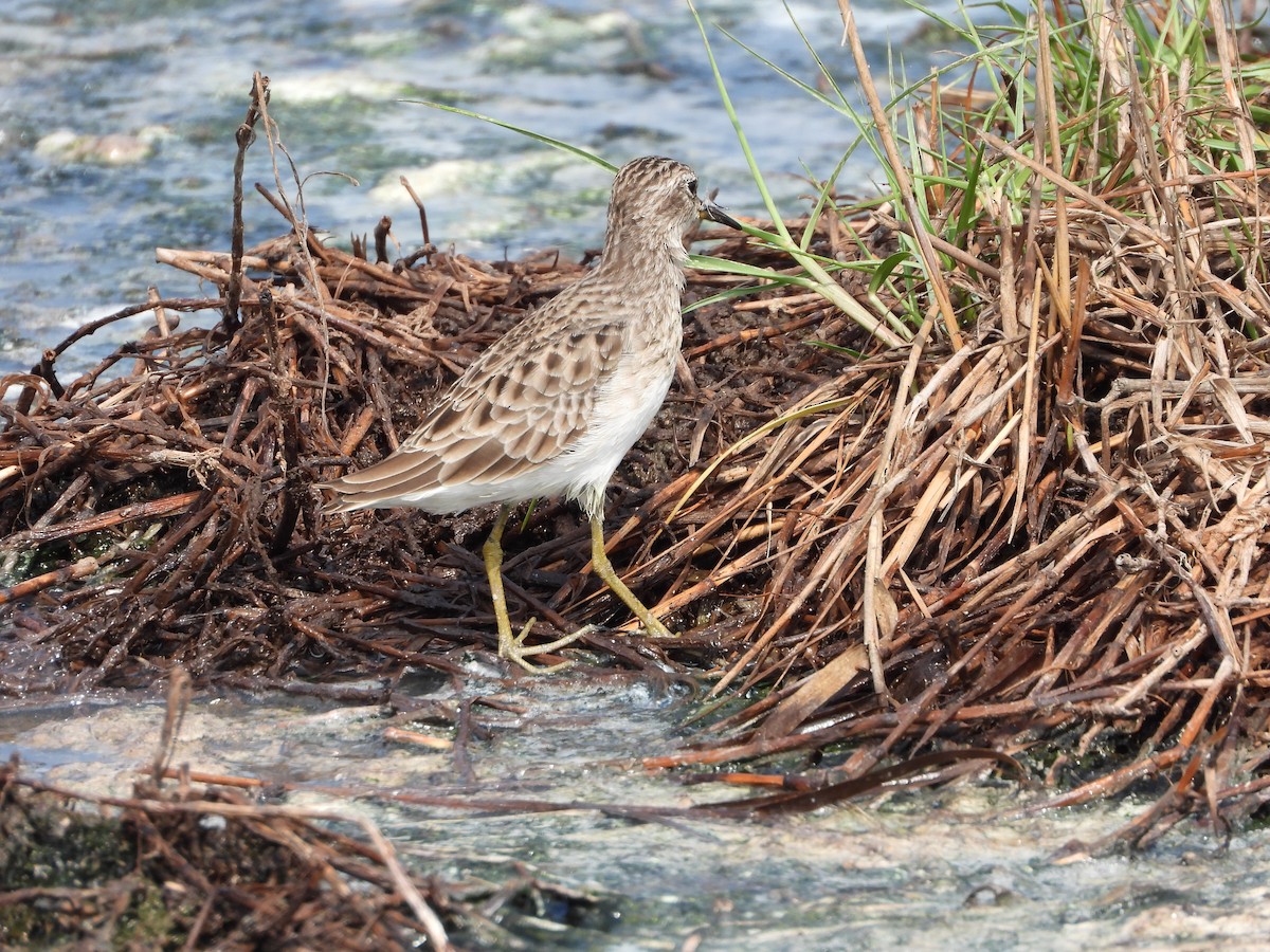 Long-toed Stint - ML643269260