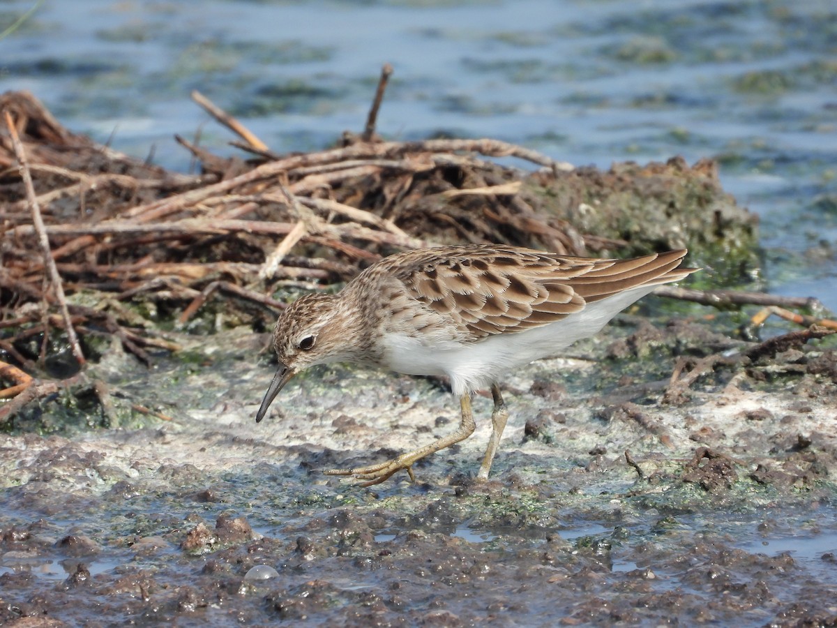 Long-toed Stint - ML643269261