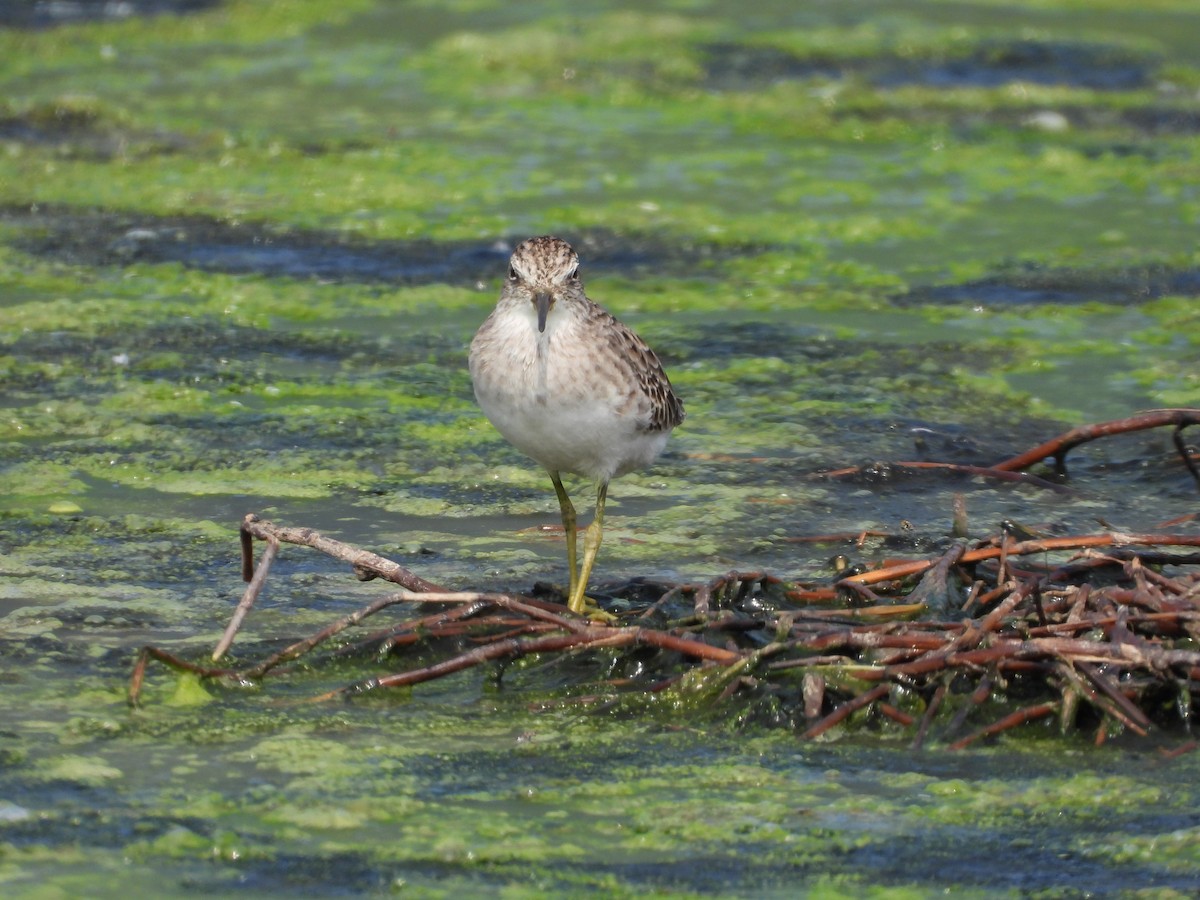 Long-toed Stint - ML643269262