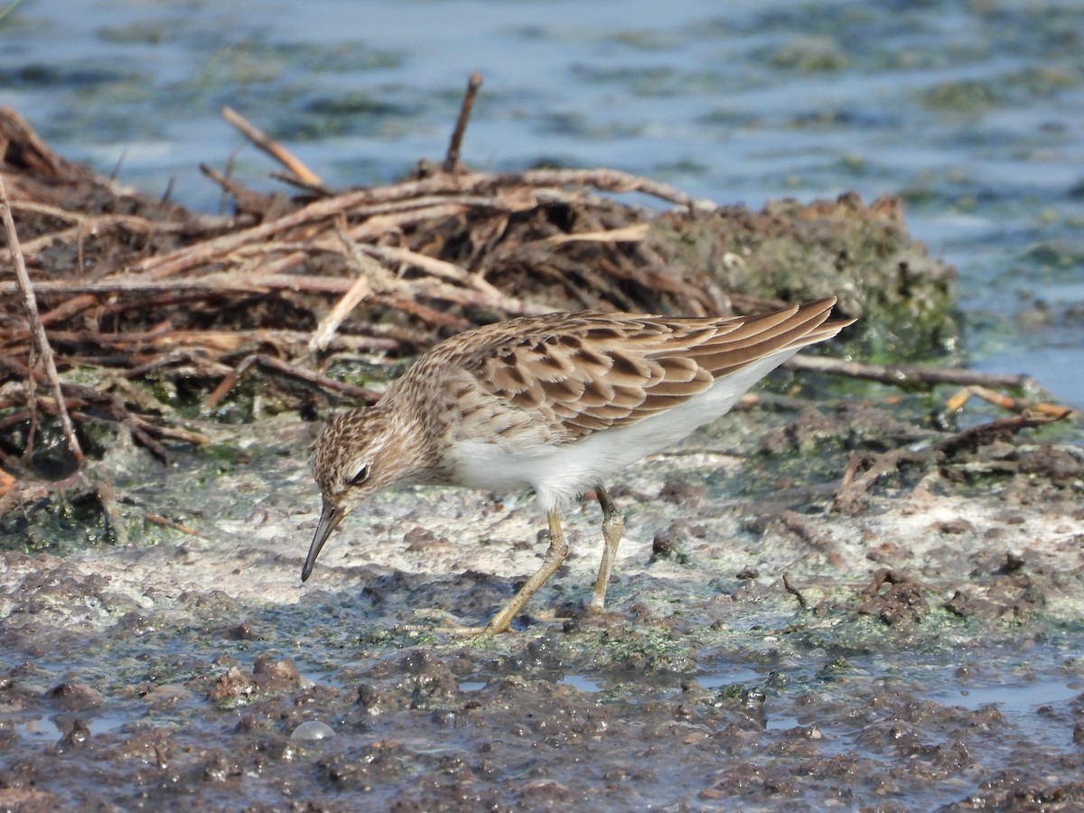 Long-toed Stint - ML643269263