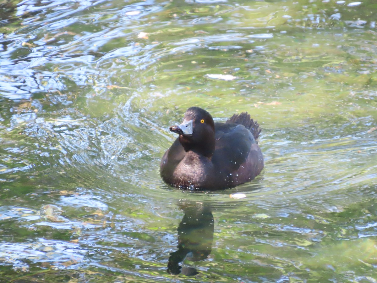 New Zealand Scaup - ML643269267