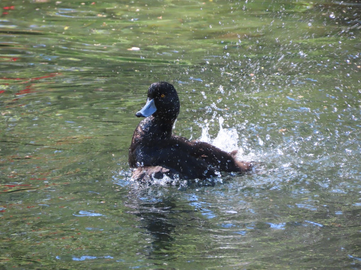 New Zealand Scaup - ML643269268
