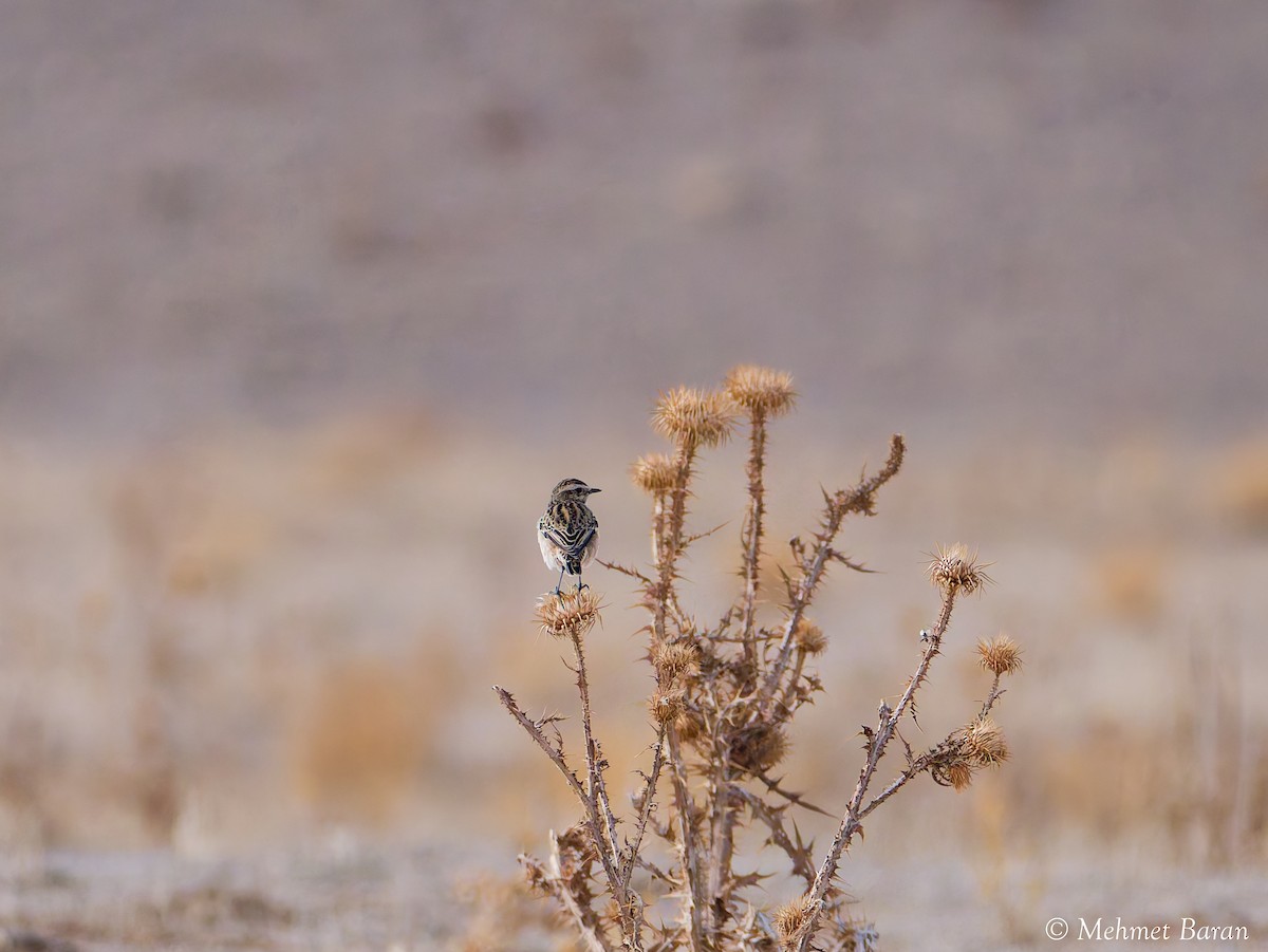 Whinchat - ML643269270