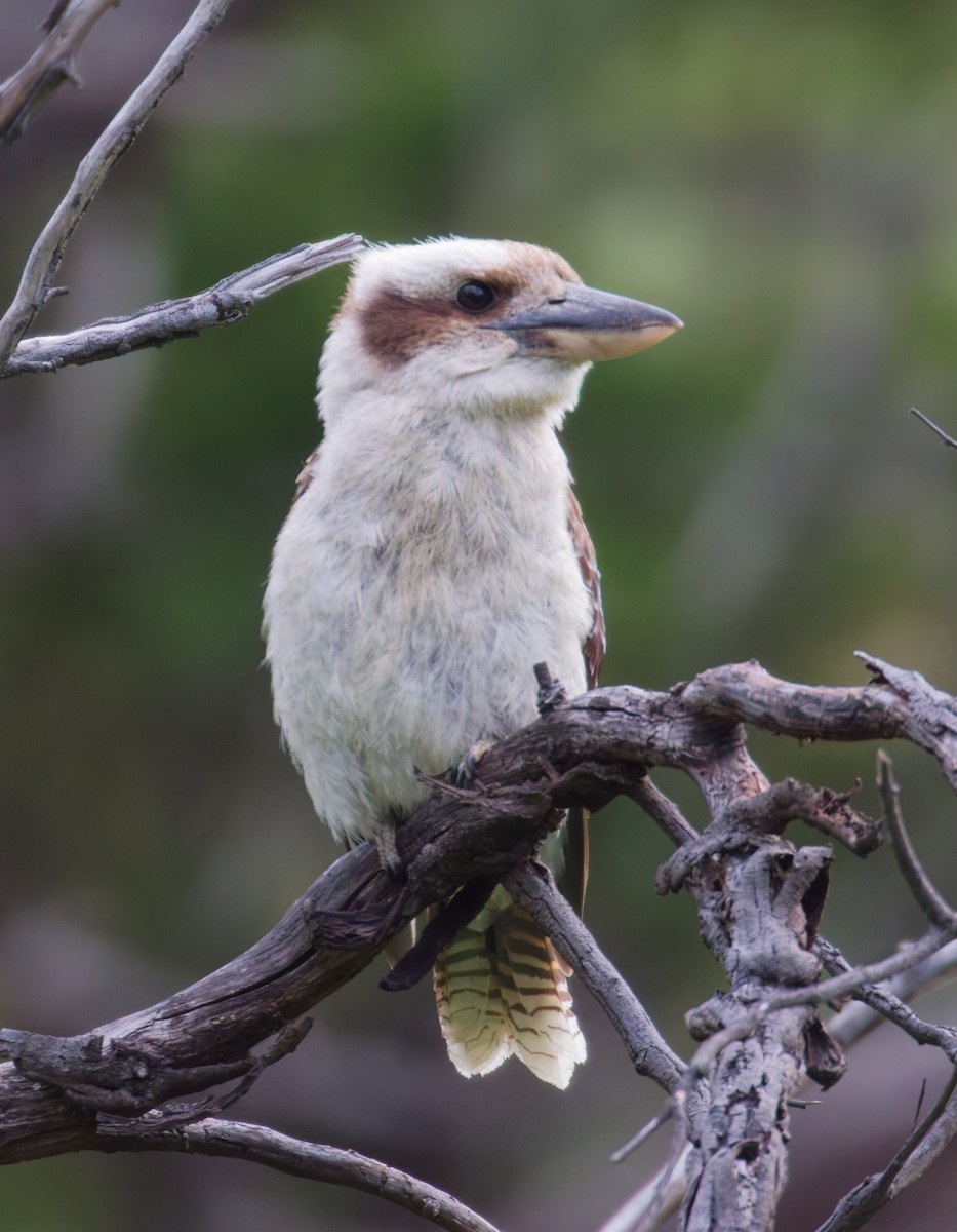 Laughing Kookaburra - ML643269274
