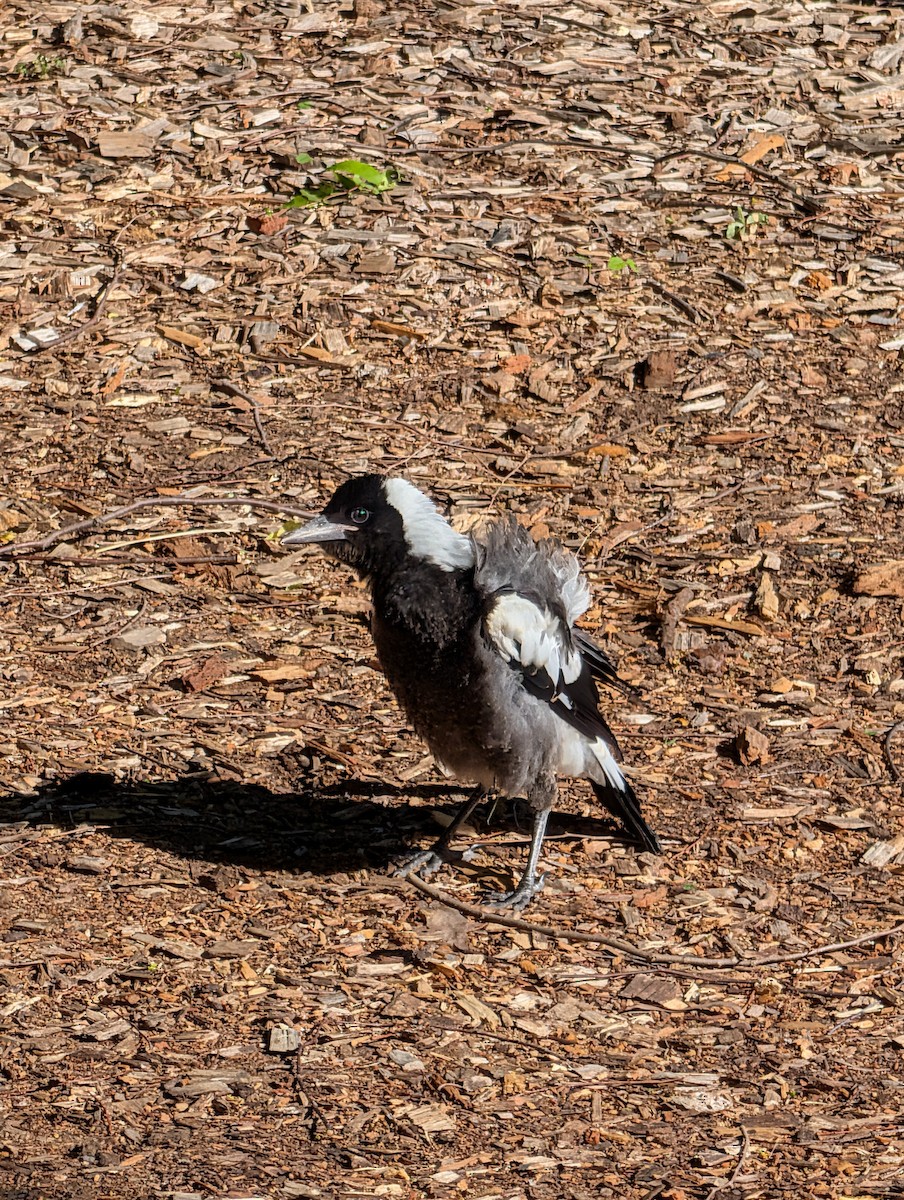 Australian Magpie - ML643269275