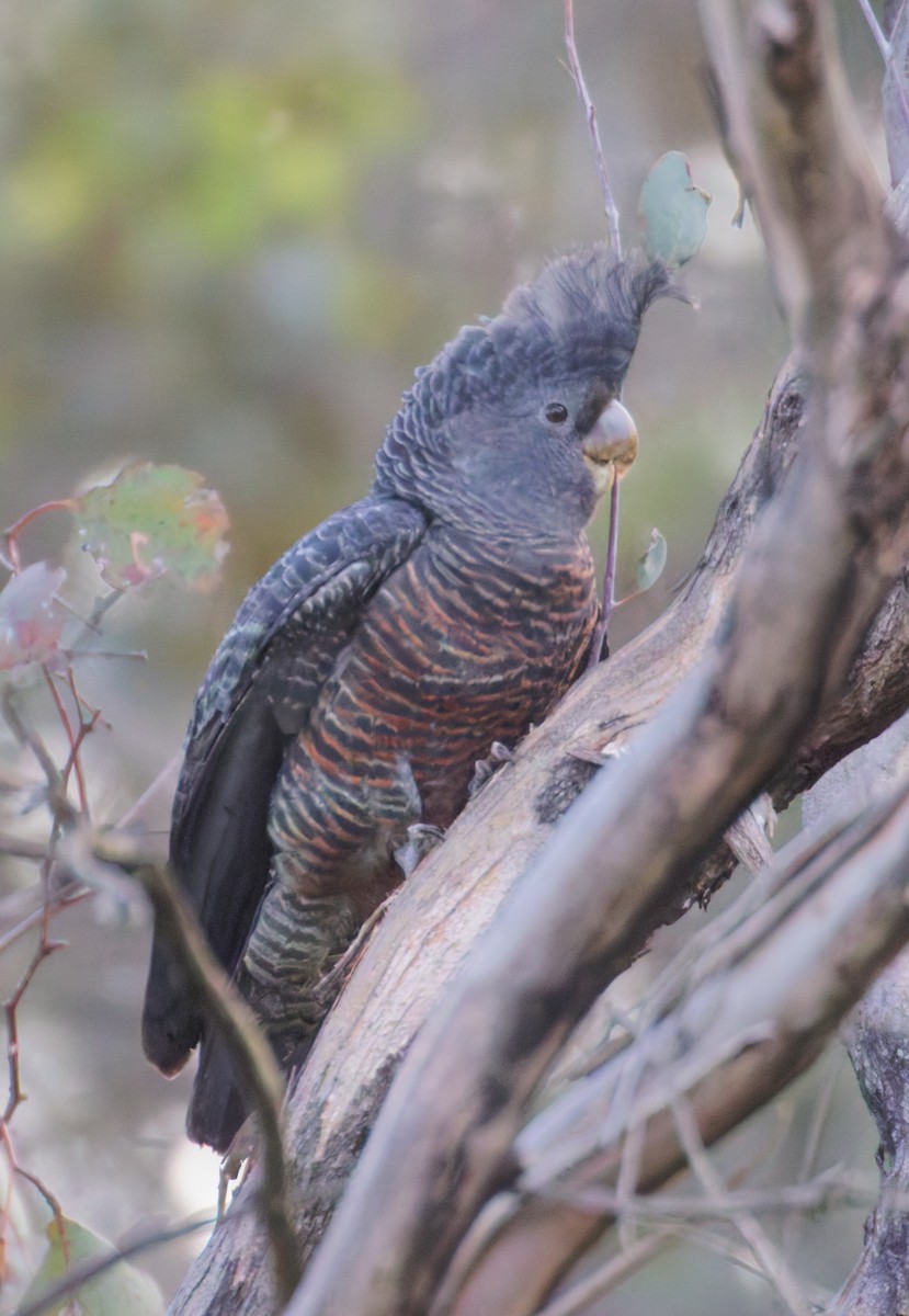 Gang-gang Cockatoo - ML643269279
