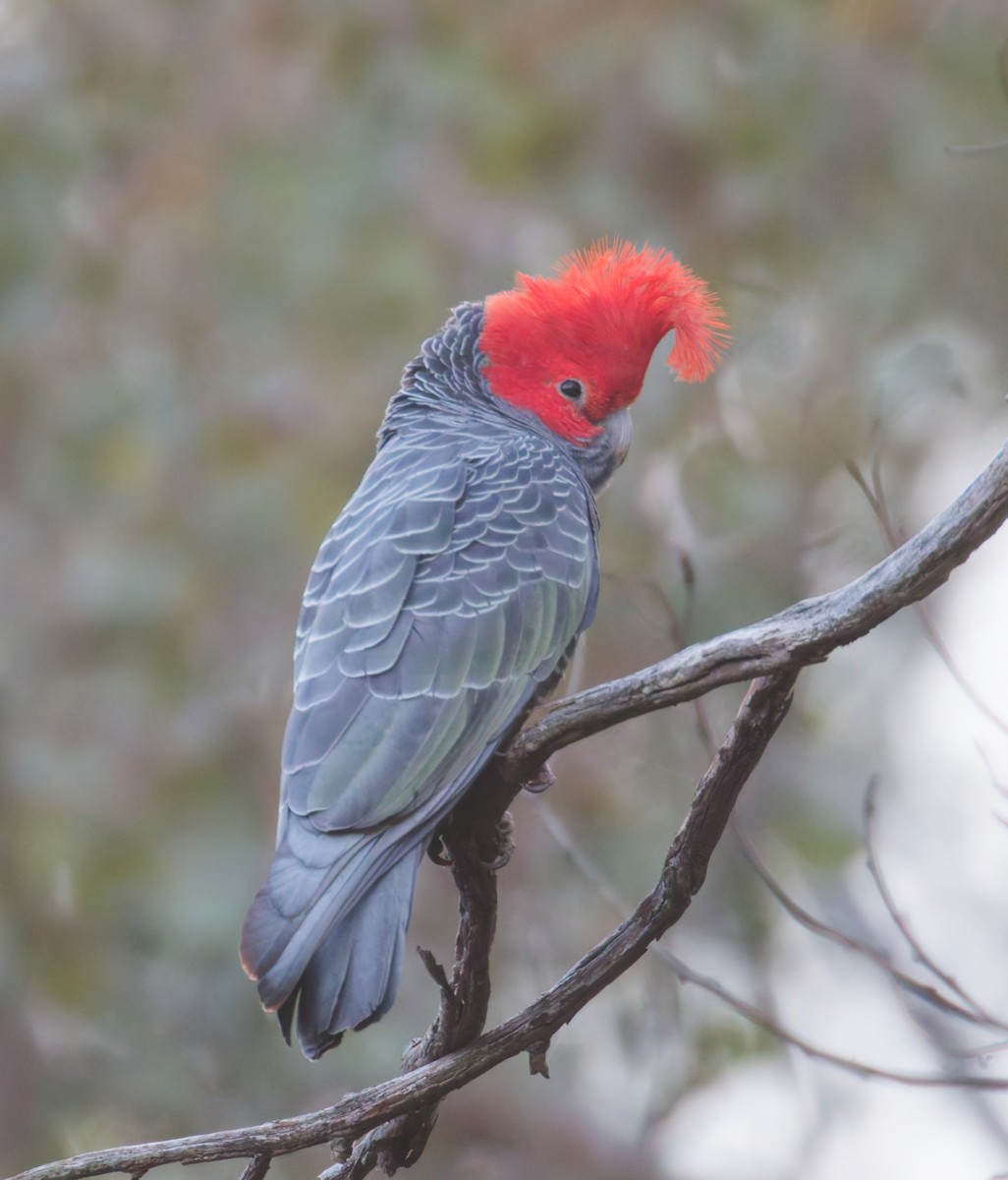 Gang-gang Cockatoo - ML643269280