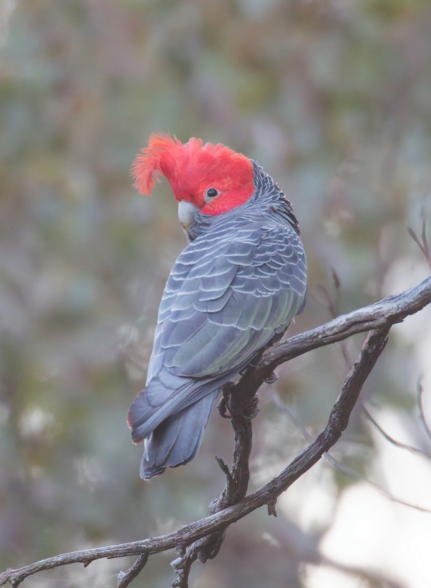 Gang-gang Cockatoo - ML643269281