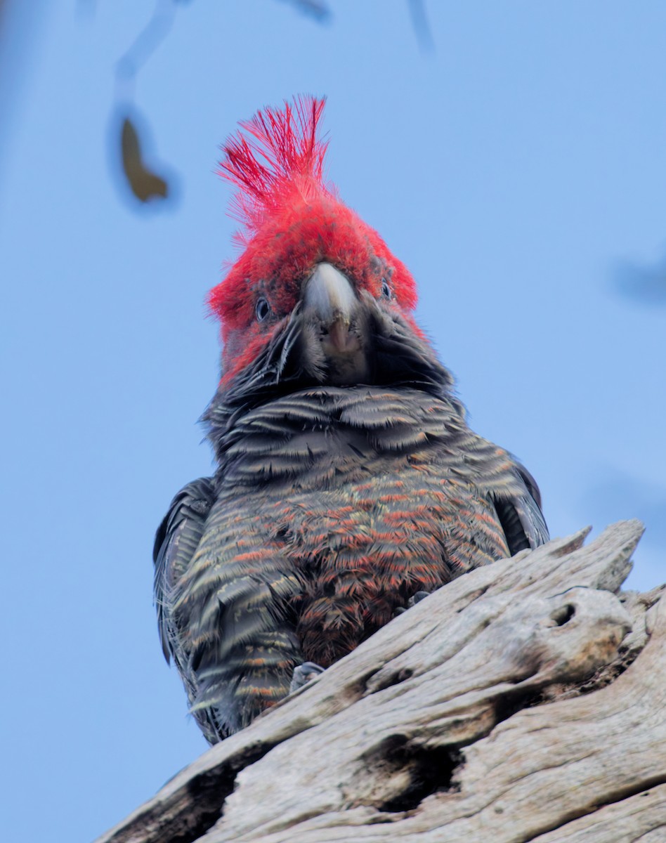 Gang-gang Cockatoo - ML643269282