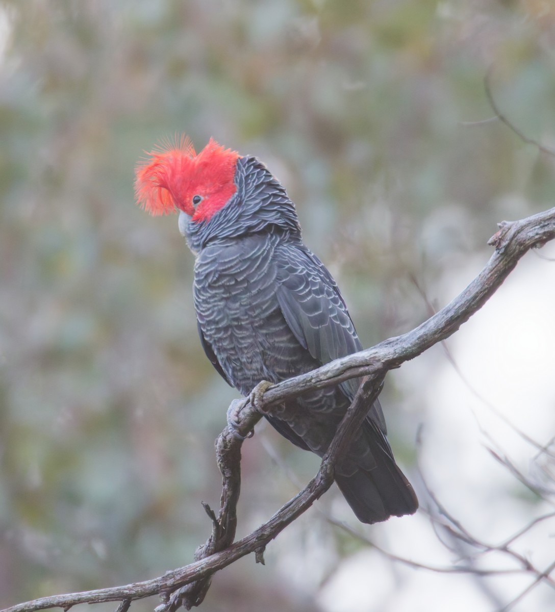 Gang-gang Cockatoo - ML643269283
