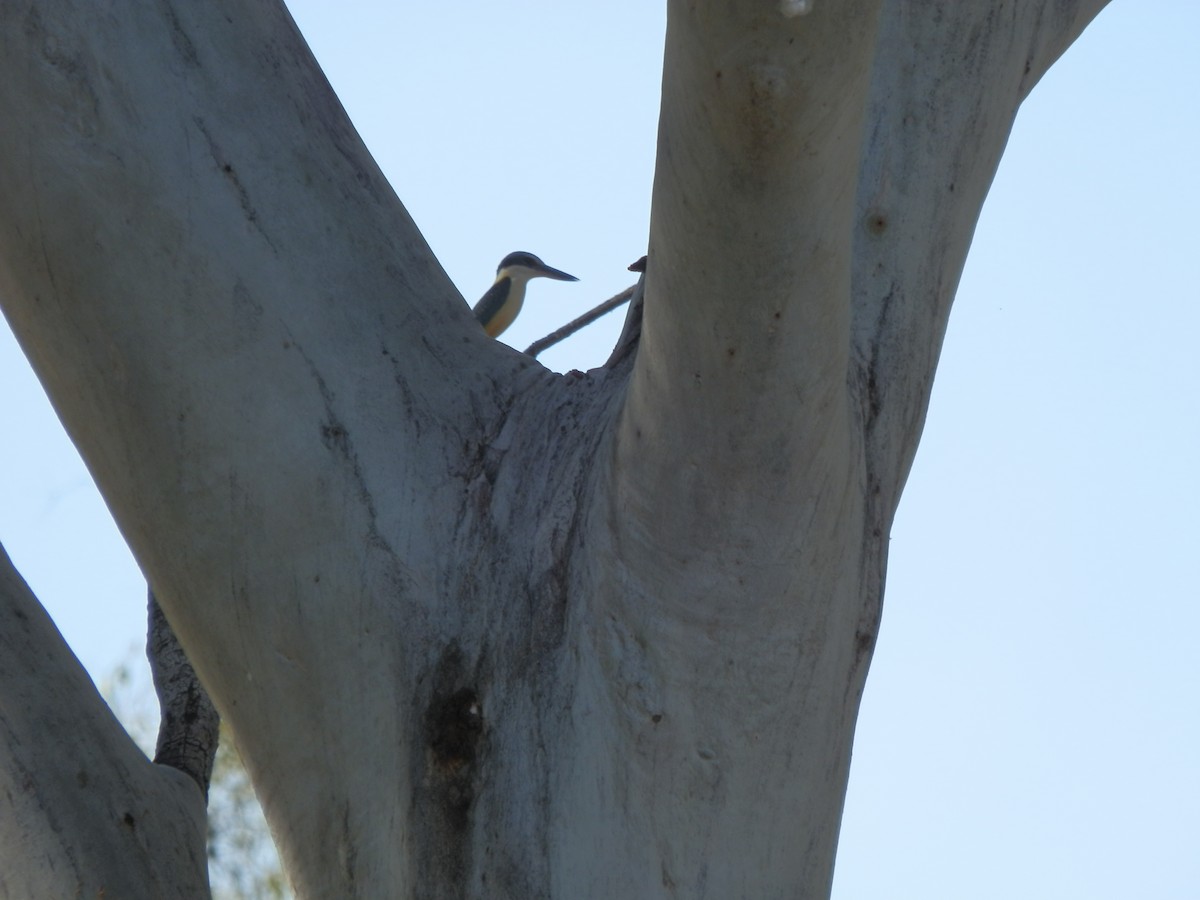 Sacred Kingfisher - ML643269284