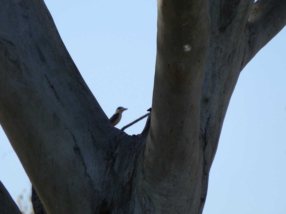 Sacred Kingfisher - ML643269285