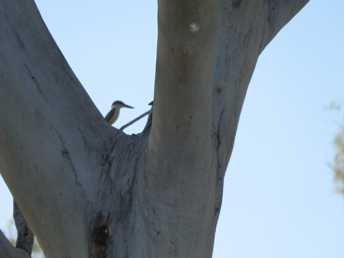 Sacred Kingfisher - ML643269286