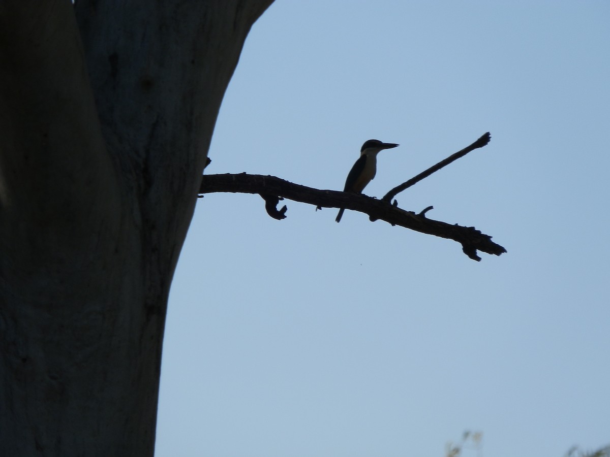 Sacred Kingfisher - ML643269288
