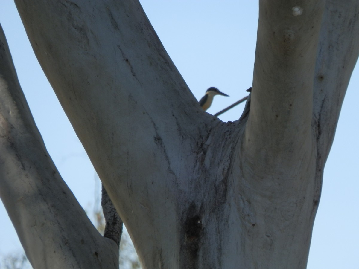 Sacred Kingfisher - ML643269289