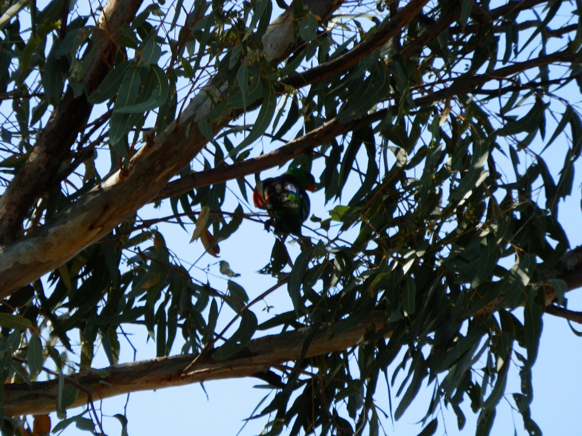 Red-winged Parrot - ML643269295