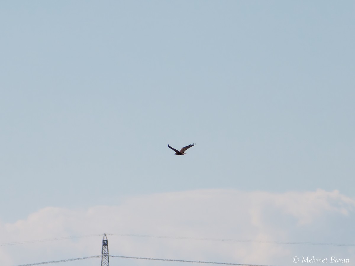 鷹科(中、小型) - ML643269296