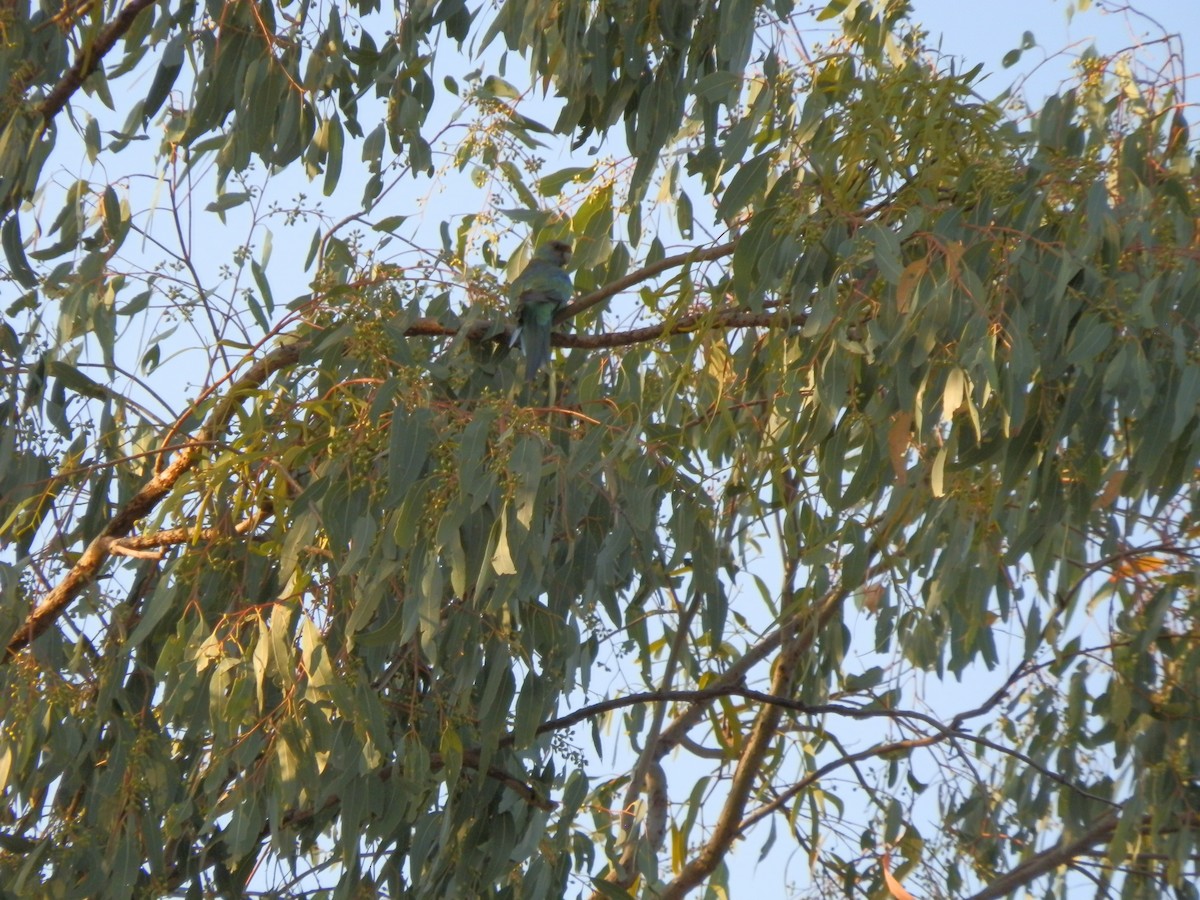 Australian Ringneck (Mallee) - ML643269304