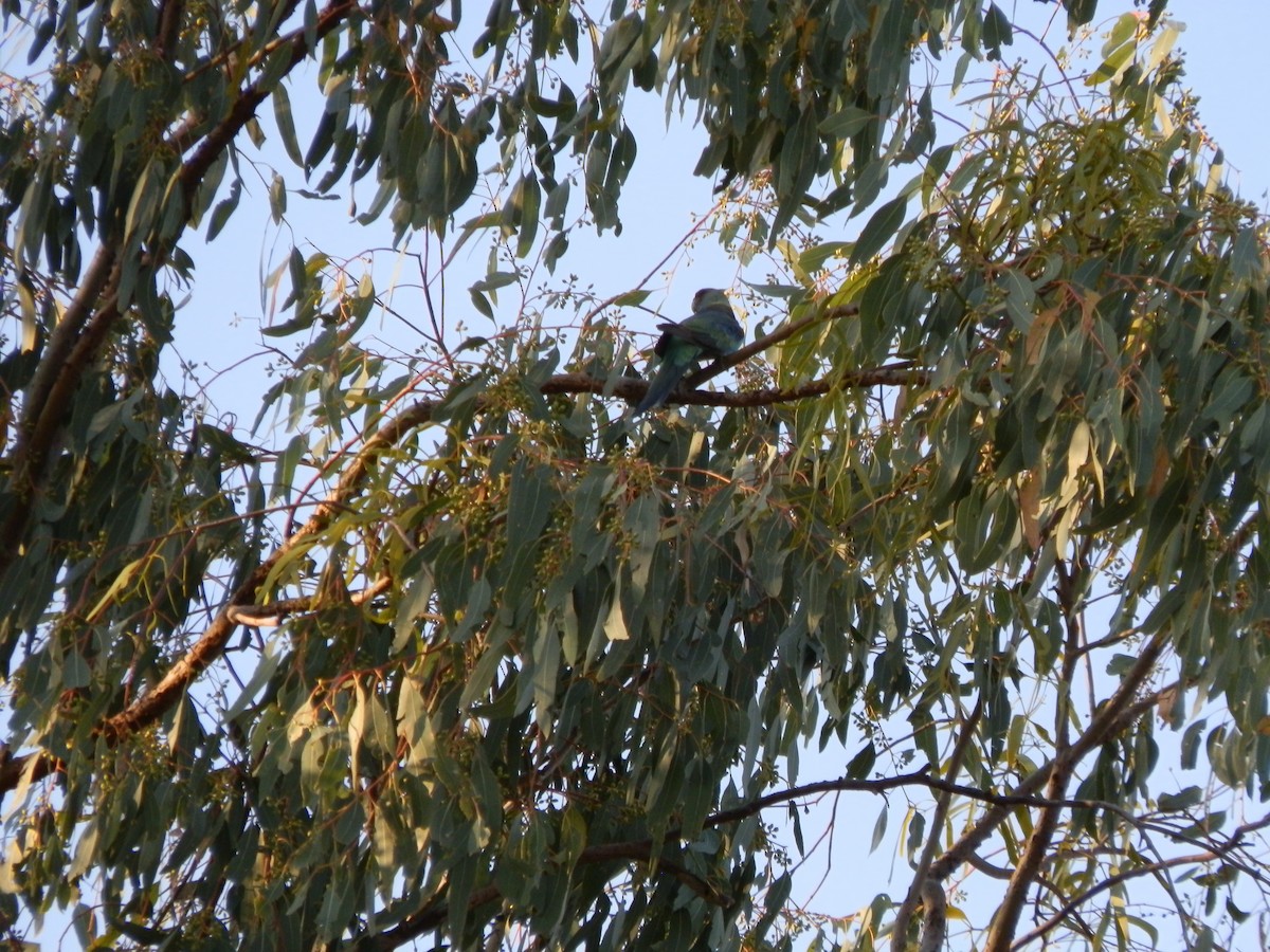 Australian Ringneck (Mallee) - ML643269305