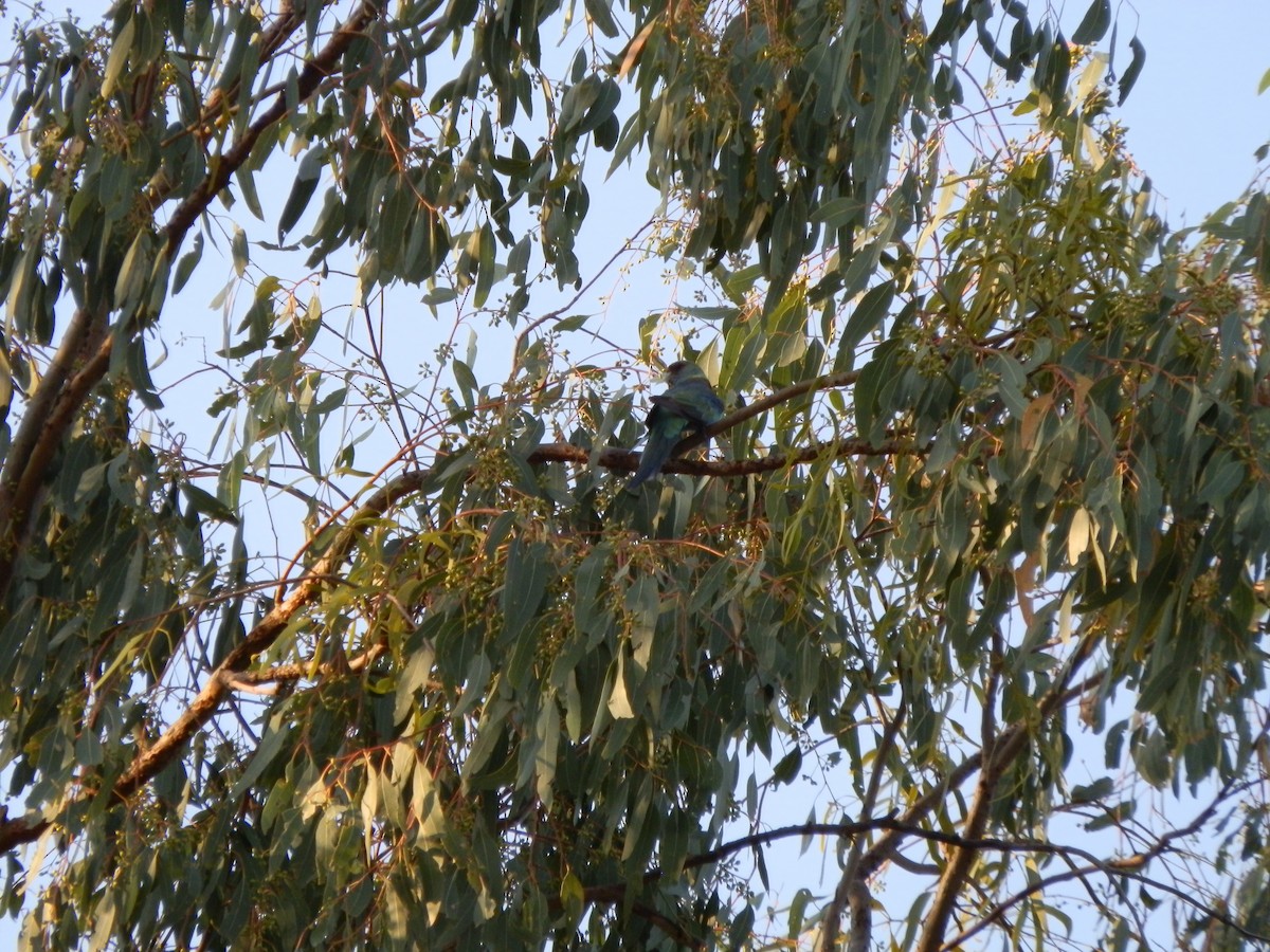 Australian Ringneck (Mallee) - ML643269306