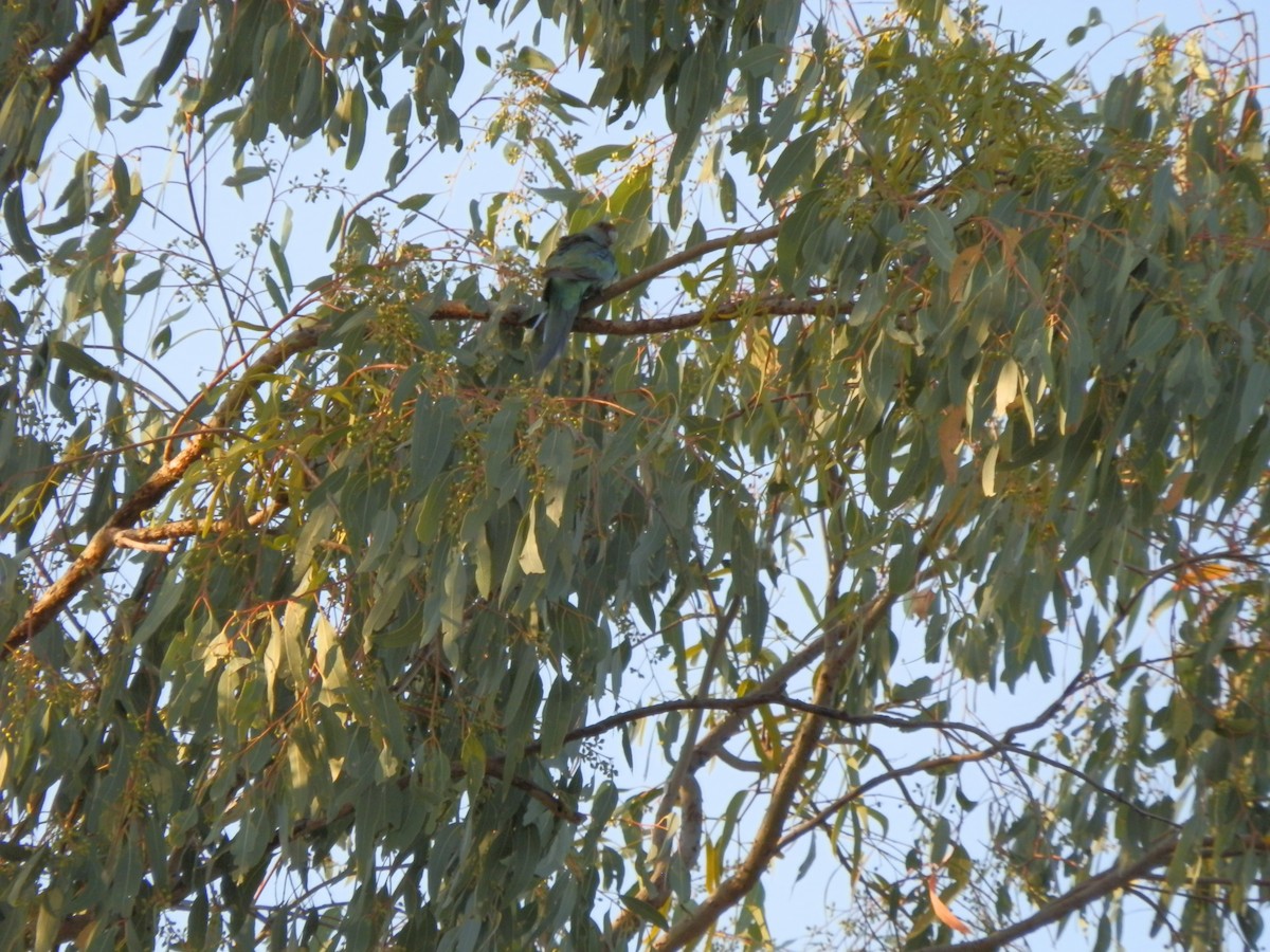 Australian Ringneck (Mallee) - ML643269307