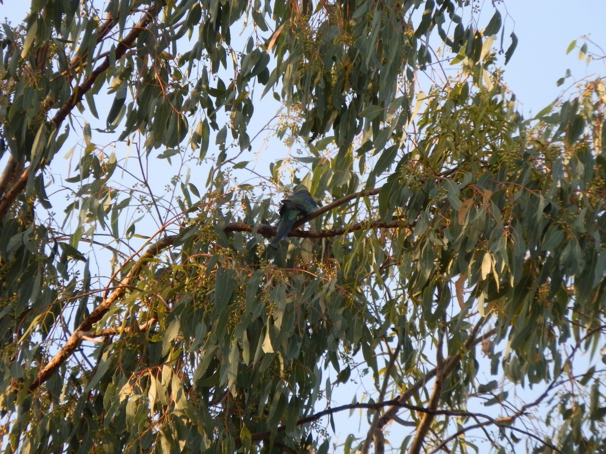 Australian Ringneck (Mallee) - ML643269308
