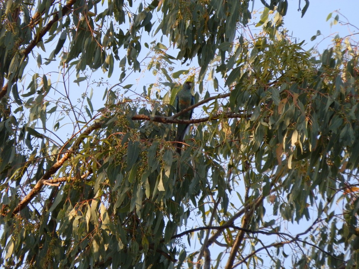 Australian Ringneck (Mallee) - ML643269309
