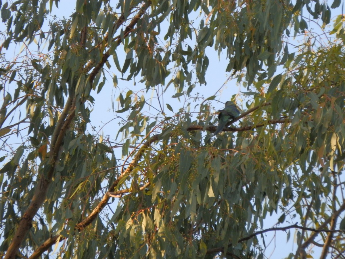 Australian Ringneck (Mallee) - ML643269310