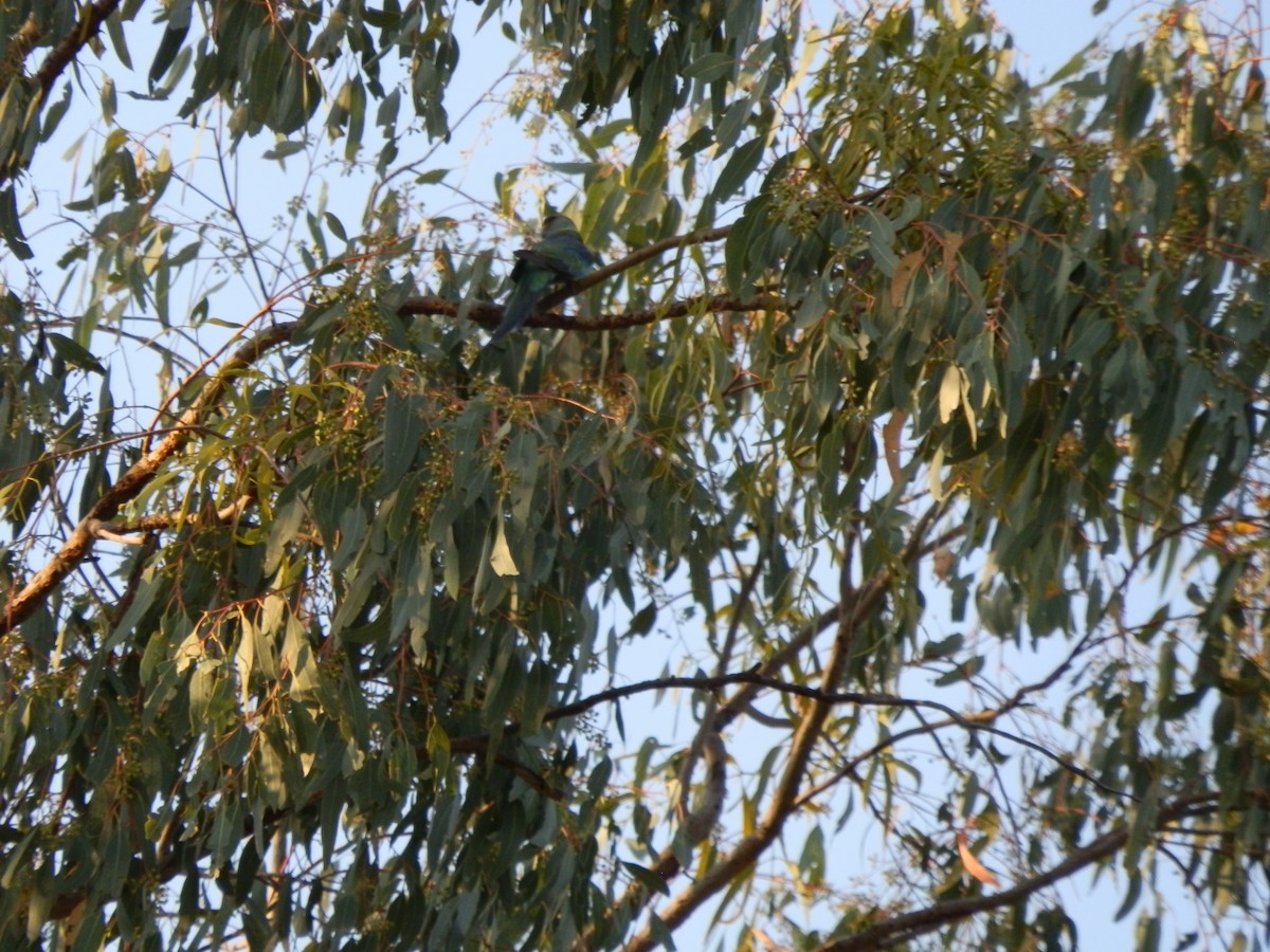 Australian Ringneck (Mallee) - ML643269311