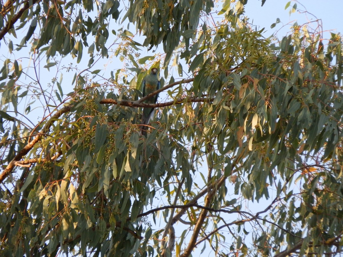 Australian Ringneck (Mallee) - ML643269312