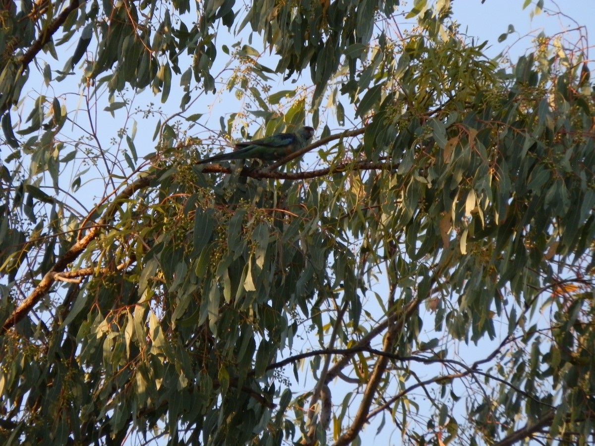 Australian Ringneck (Mallee) - ML643269313