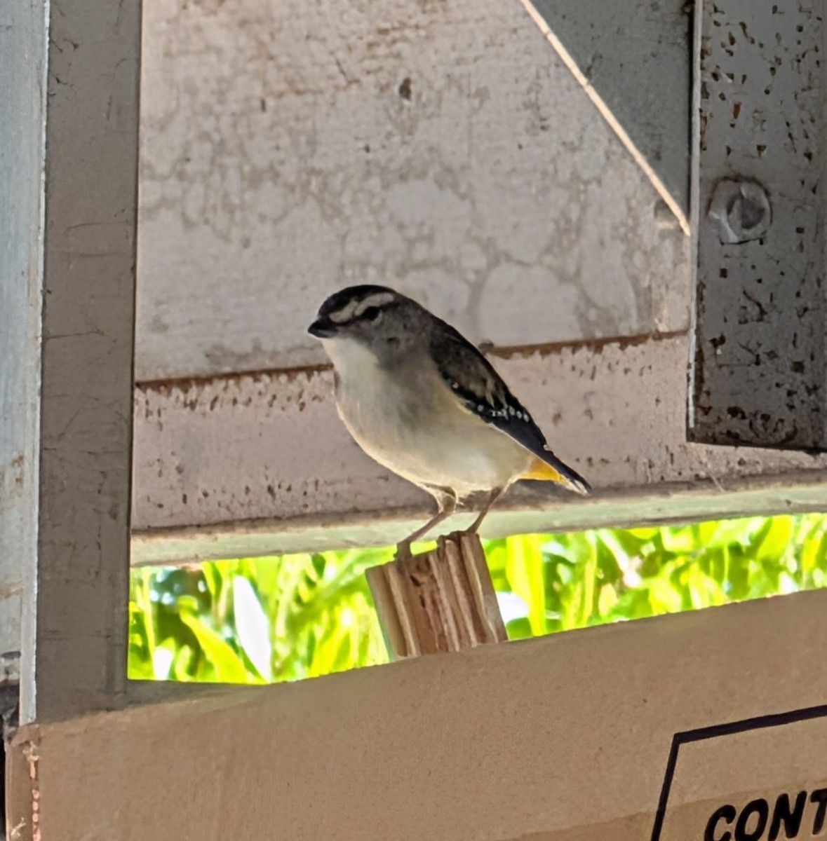 ホウセキドリ - ML643269316