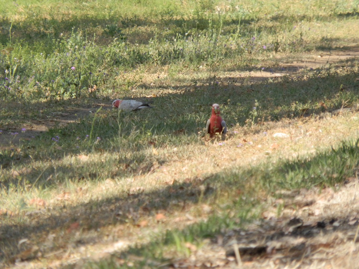 Galah - ML643269321