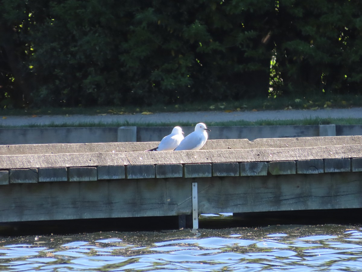 Black-billed Gull - ML643269328