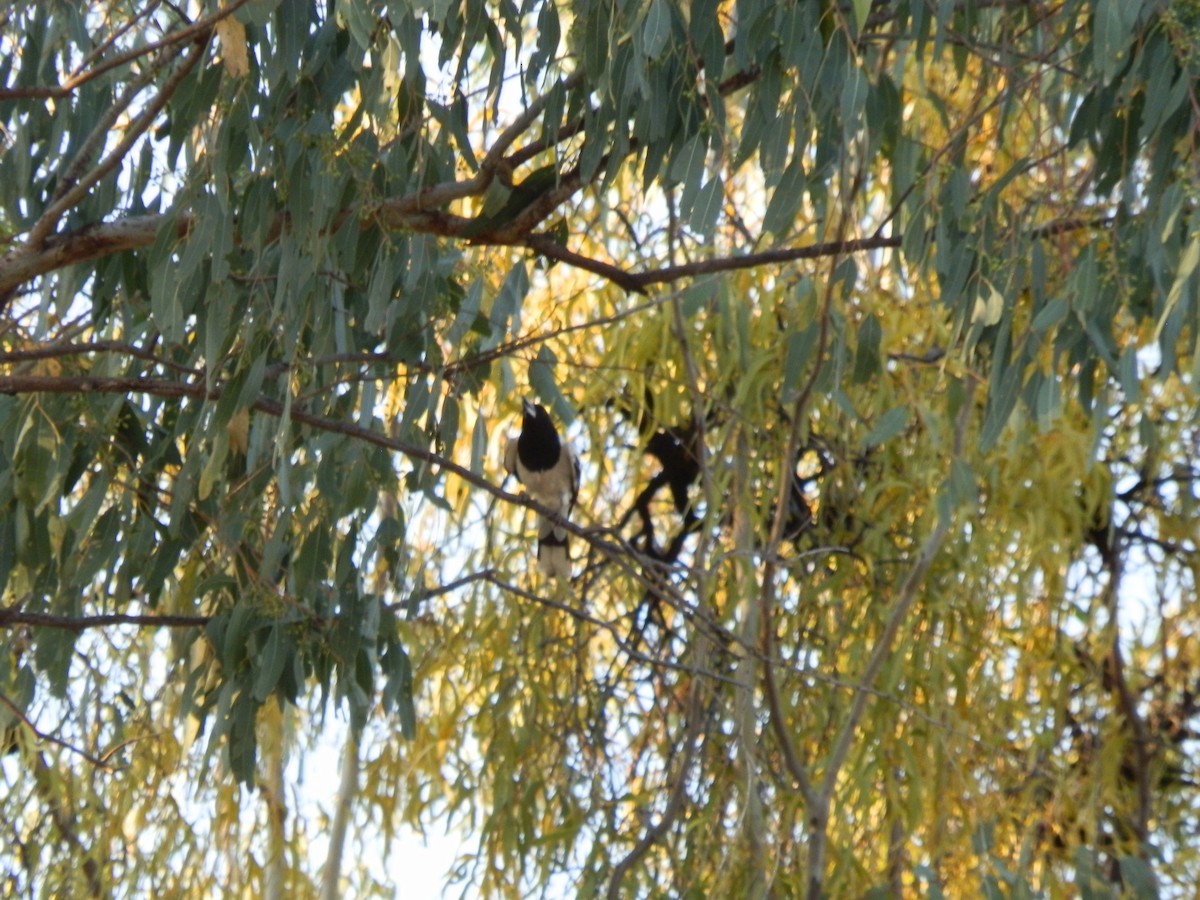 Pied Butcherbird - ML643269331