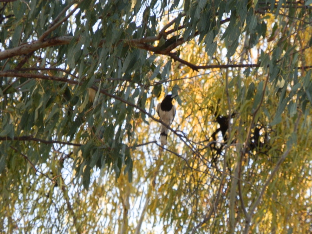 Pied Butcherbird - ML643269332