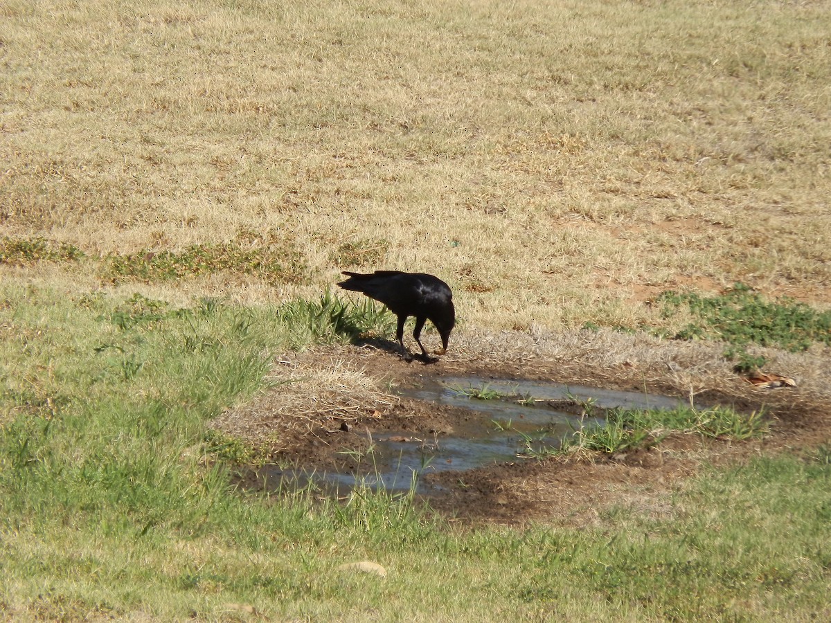 Torresian Crow - ML643269334