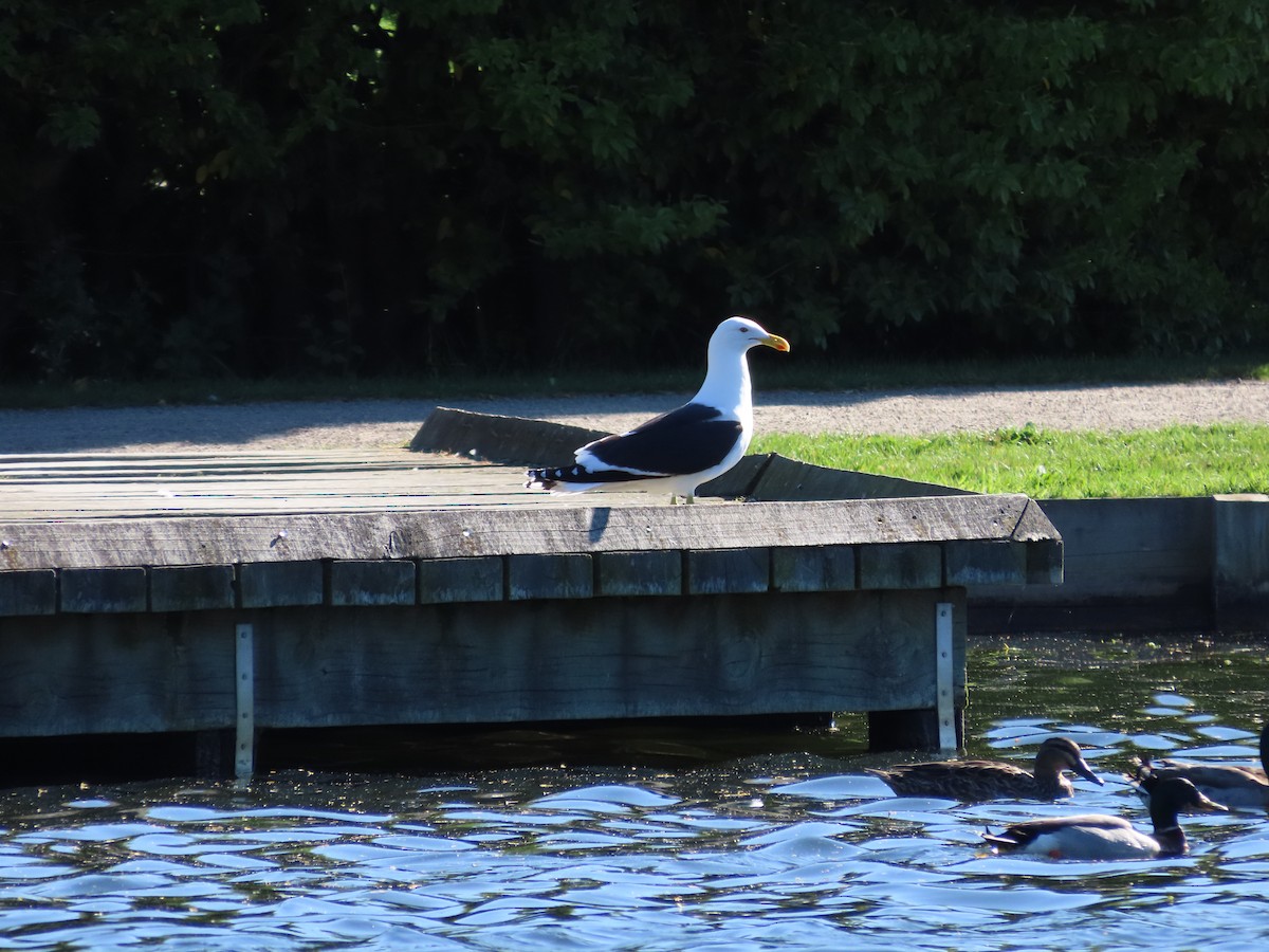 Kelp Gull - ML643269335