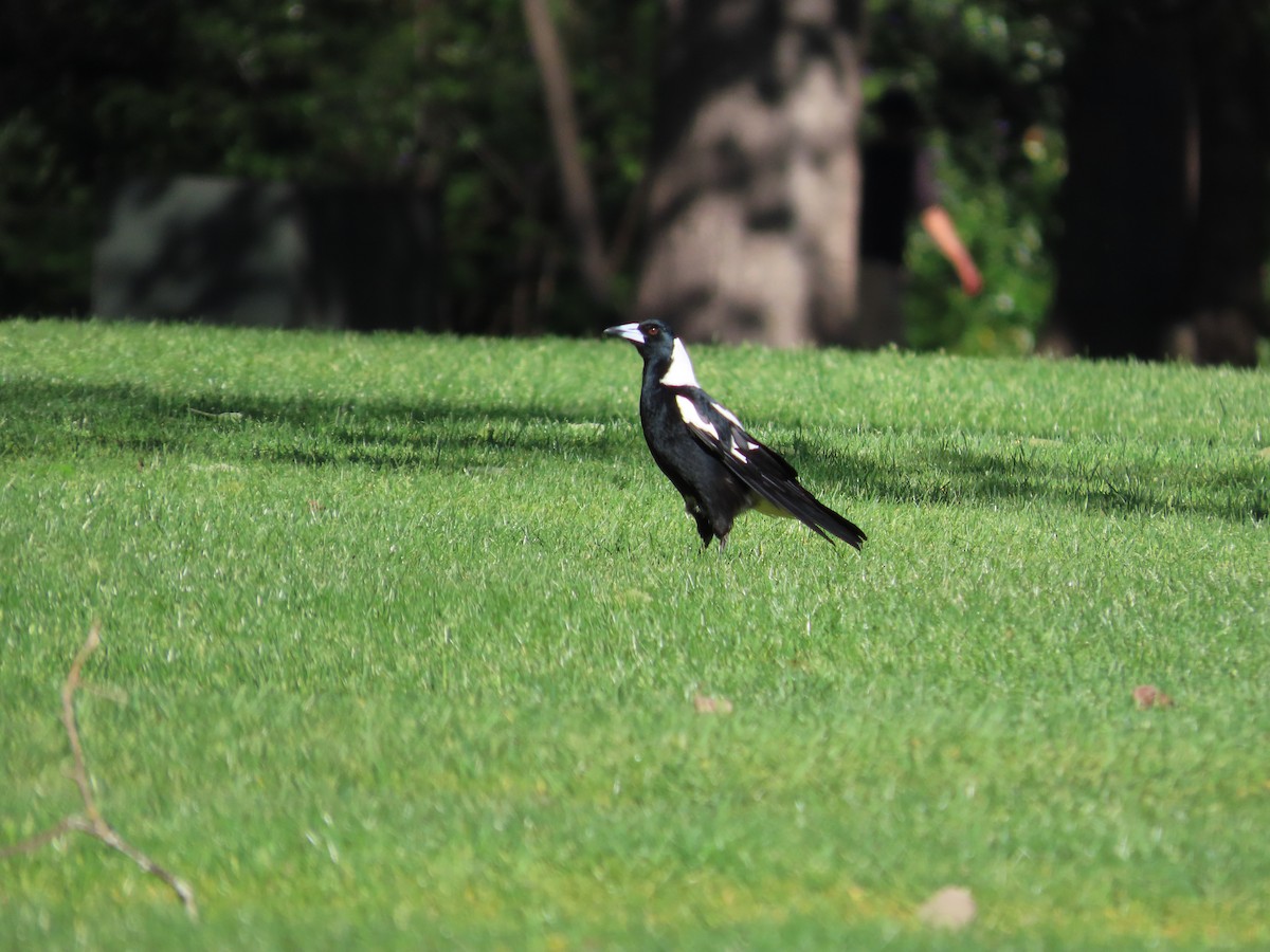 Australian Magpie - ML643269338