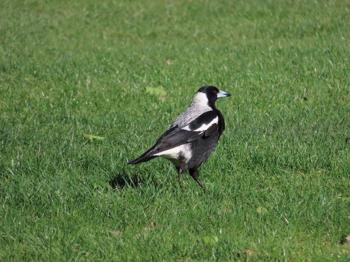 Australian Magpie - ML643269339