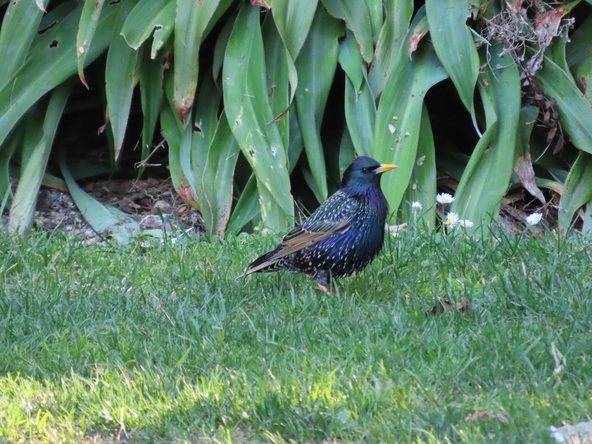 歐洲椋鳥 - ML643269350