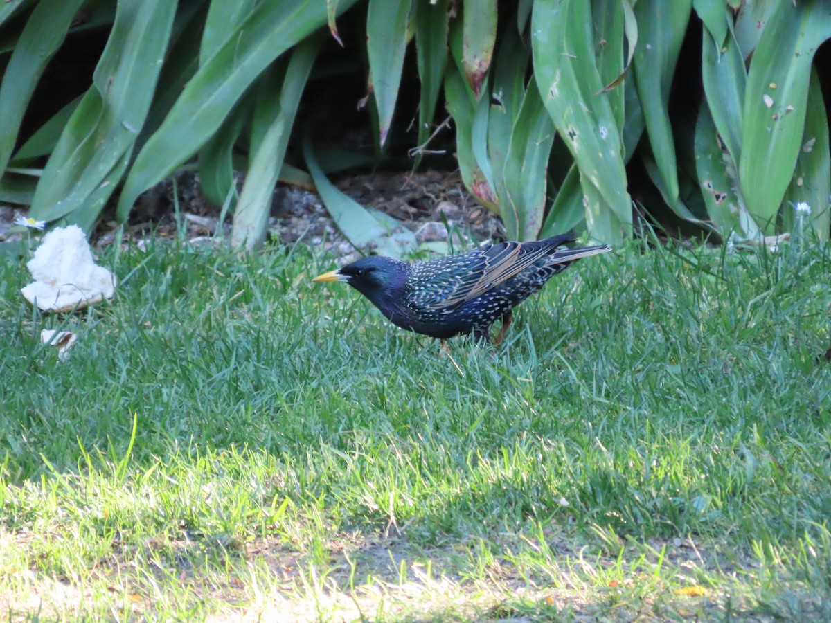 歐洲椋鳥 - ML643269351