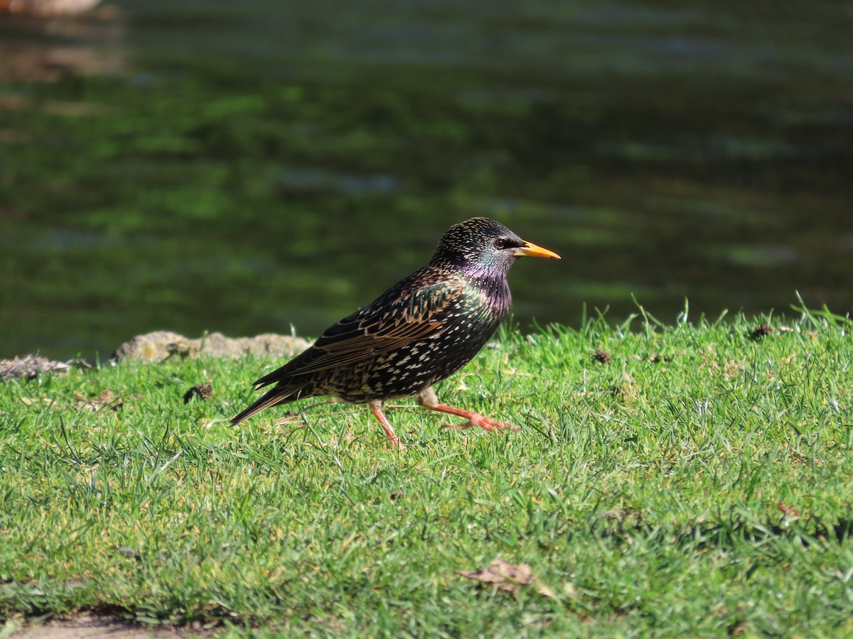 歐洲椋鳥 - ML643269352