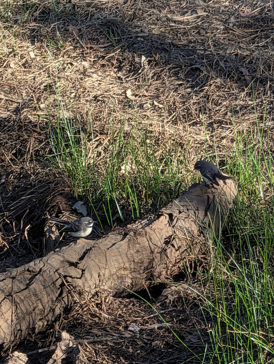 Gray Fantail - ML643269363