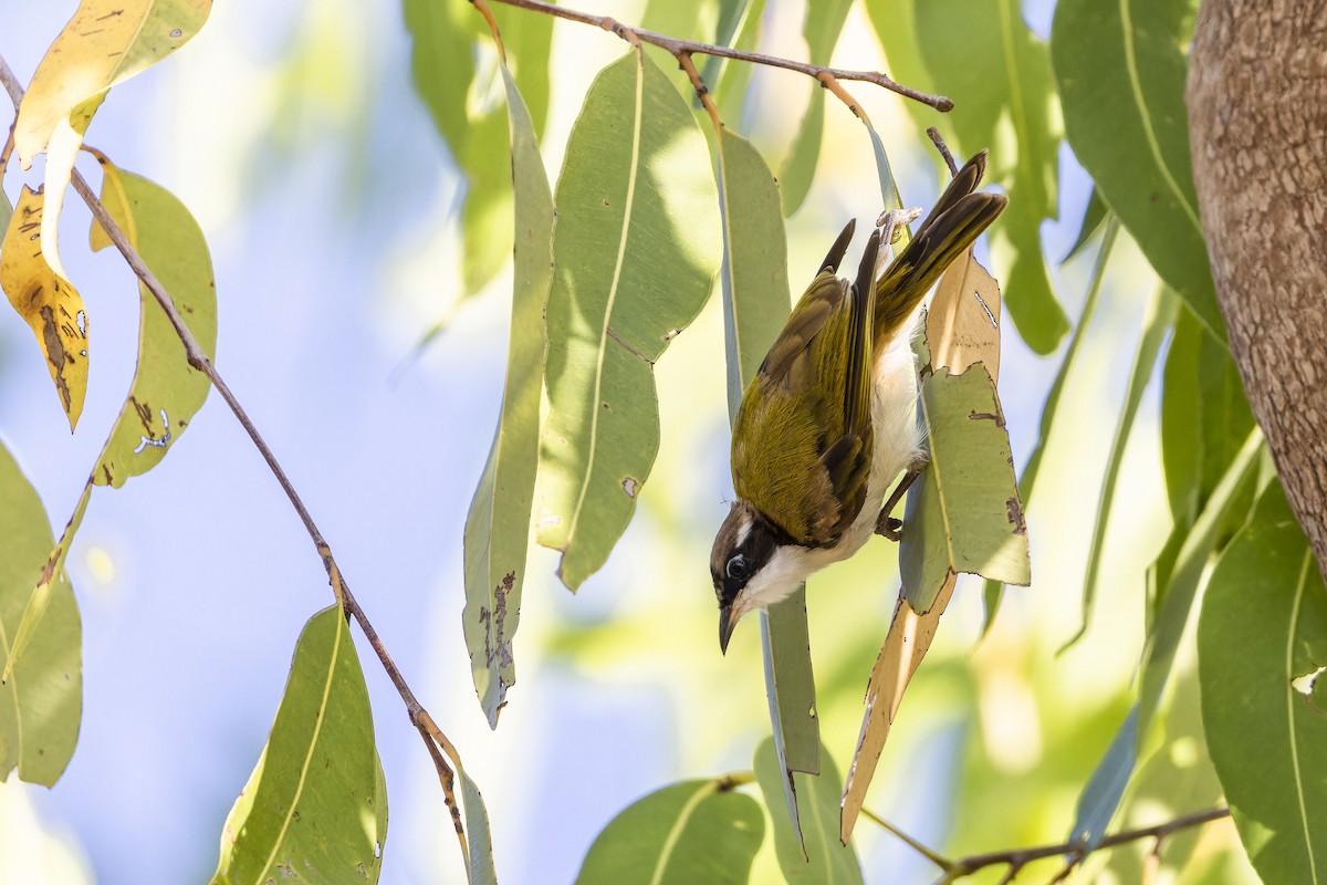 White-throated Honeyeater - ML643269379