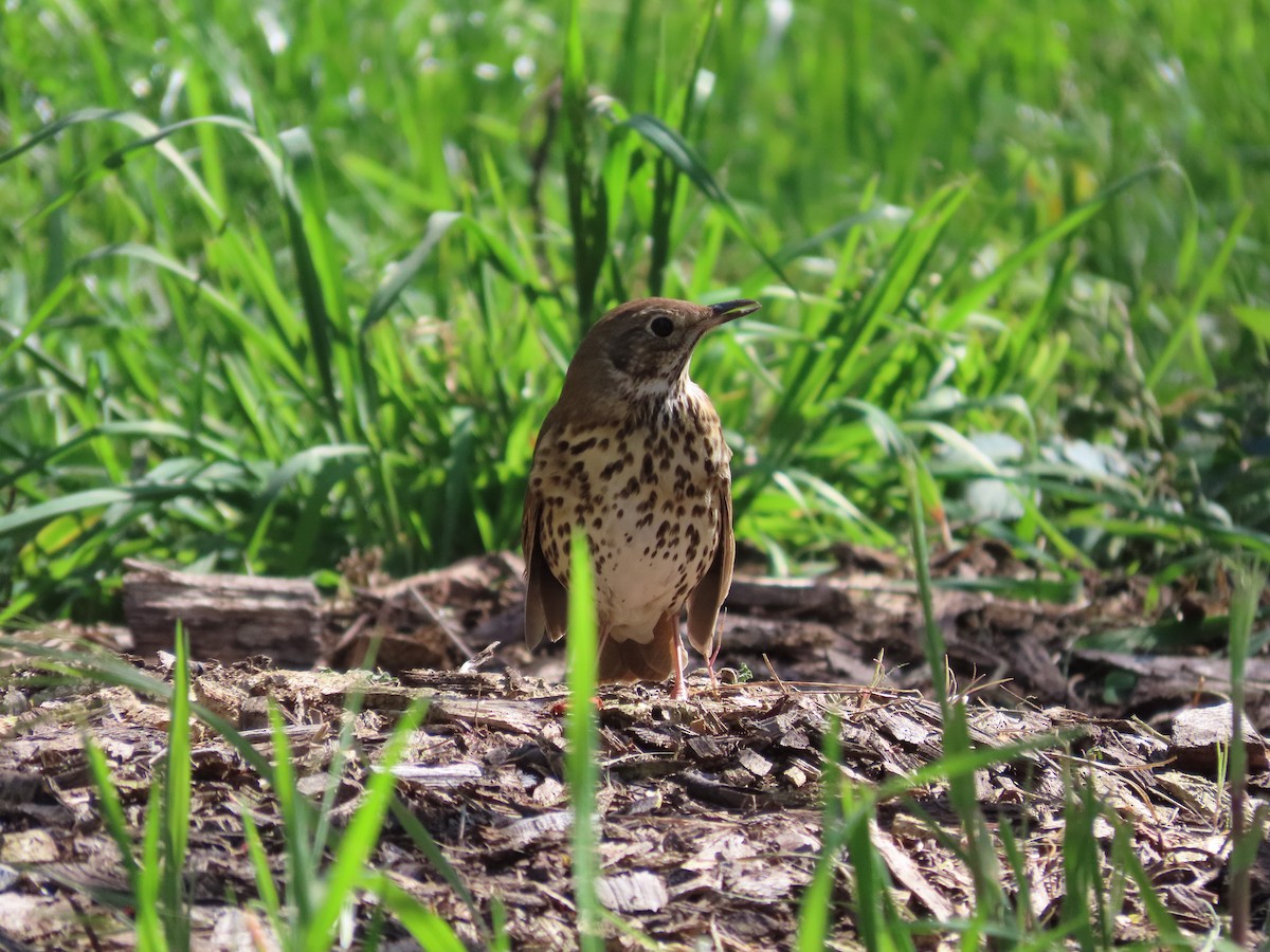 Song Thrush - ML643269380