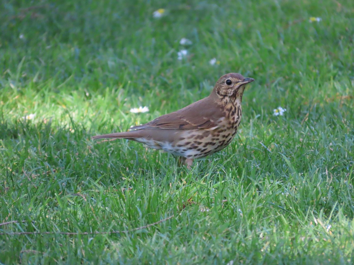 Song Thrush - ML643269381