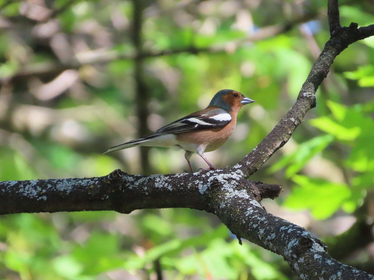 Common Chaffinch - ML643269403