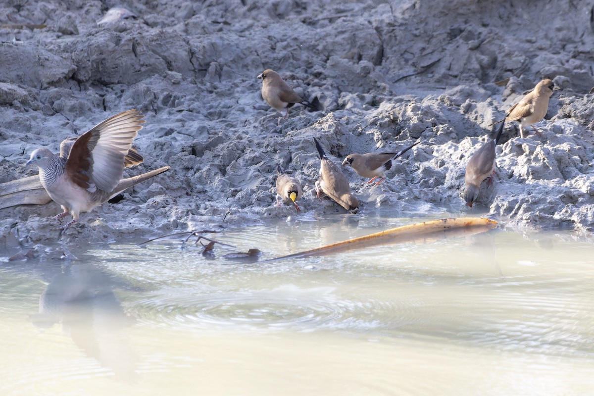 Masked Finch - ML643269405